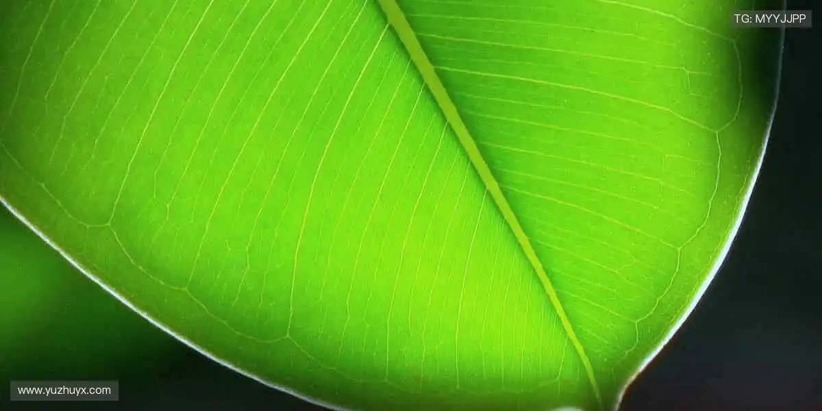 巅峰对决，见证奇迹！⚽️